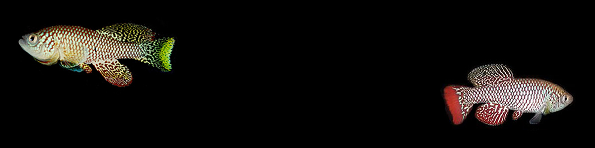 Nothobranchius furzeri