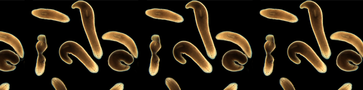 SIMRbase: Schmidtea mediterranea